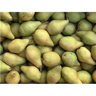 Pear 'Xenia' 600g