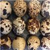 Quail eggs 12