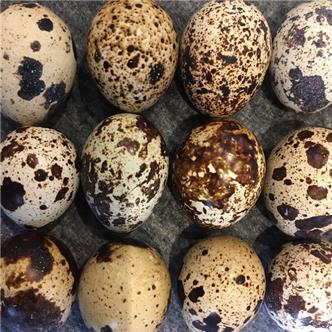 Quail eggs 12