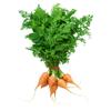 Baby bunch Carrots - Vitality Farm
