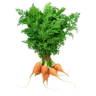 Baby bunch Carrots - Vitality Farm