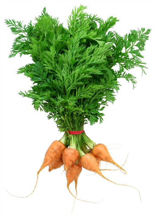 Baby bunch Carrots - Vitality Farm