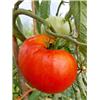 Beef Tomato - Vitality Farm