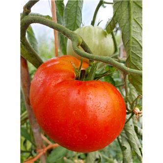 Beef Tomato - Vitality Farm