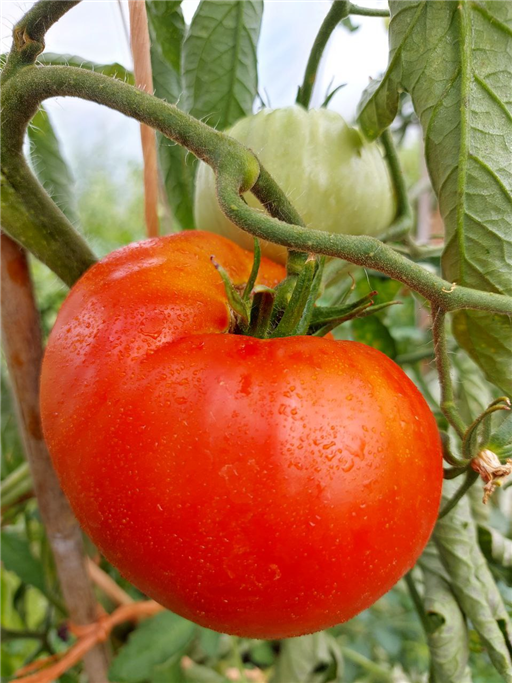 Beef Tomato - Vitality Farm