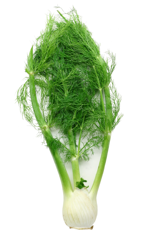 Organic Fennel