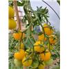 Yellow cherry tomatoes 250g