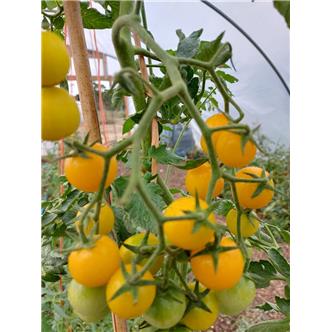 Yellow cherry tomatoes 300g