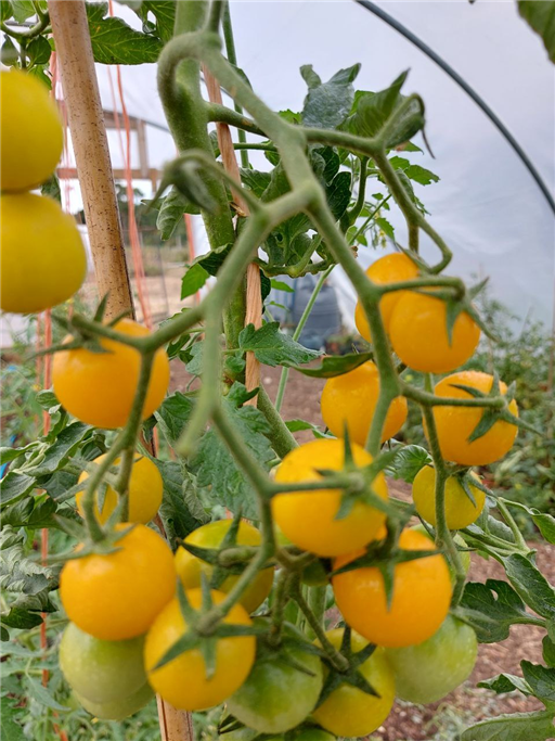 Yellow cherry tomatoes 300g