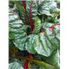 Rainbow chard bunch