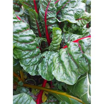 Rainbow chard bunch