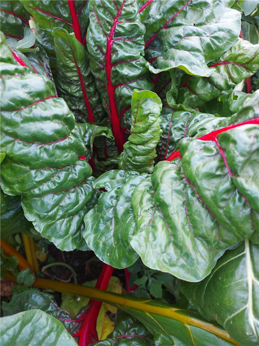 Rainbow chard bunch