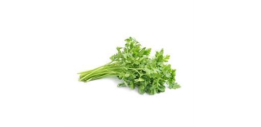 Coriander Fresh Organic punnet