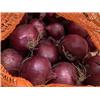 Red Onions Organic