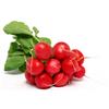 Radish - bunch