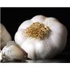 Organic Garlic bulb