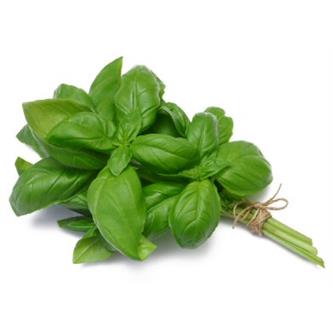 Basil Fresh bunch