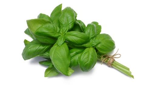 Basil Fresh bunch