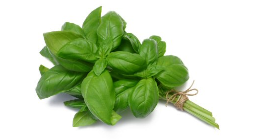 Basil Fresh bunch