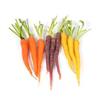 Rainbow carrots bunch organic