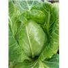 Pointed Cabbage - Vitality Farm