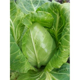 Pointed Cabbage - Vitality Farm