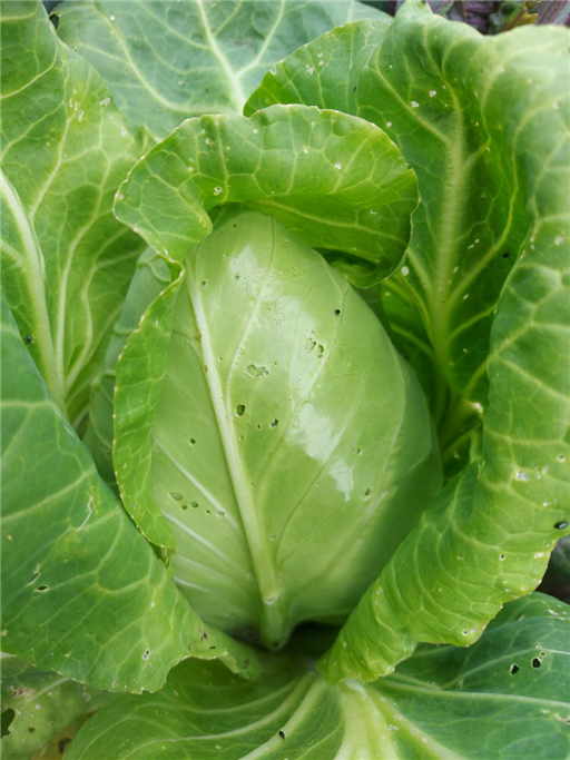 Pointed Cabbage - Vitality Farm