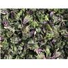 Organic Kalettes 250g