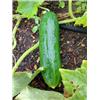 Mini Cucumber