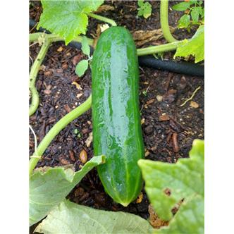 Mini Cucumber