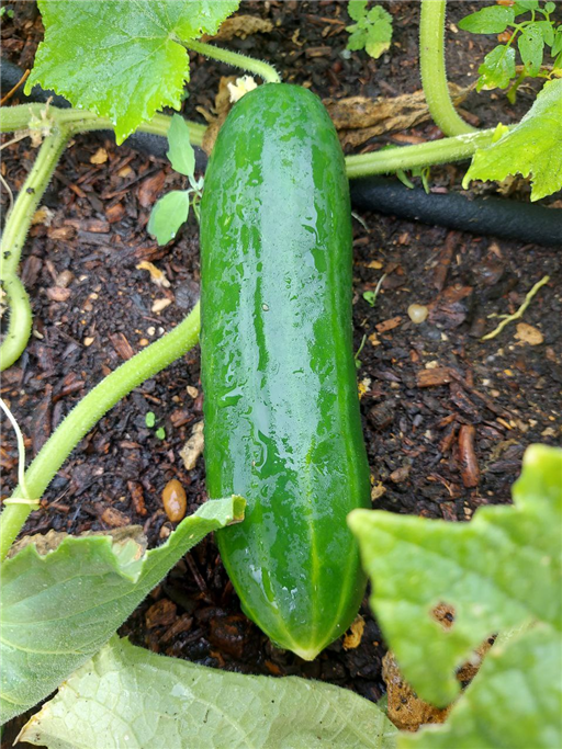 Mini Cucumber