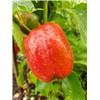 Red Bell Pepper - Vitality Farm