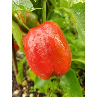 Red Bell Pepper - Vitality Farm