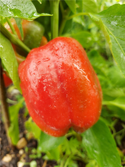 Red Bell Pepper - Vitality Farm