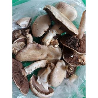 Wild Field Mushrooms