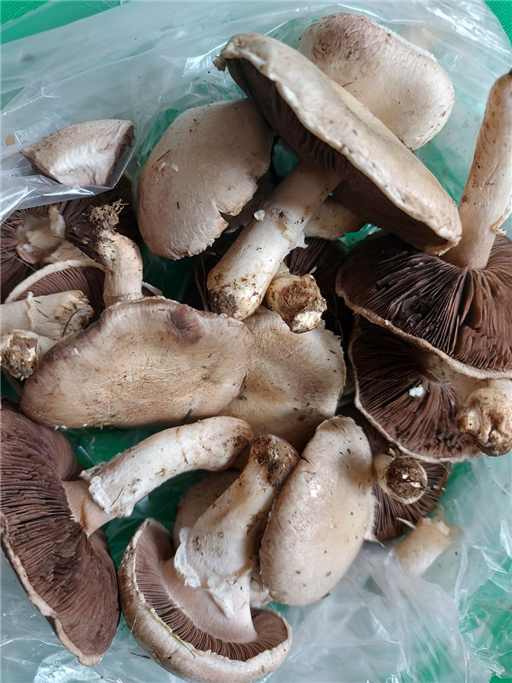 Wild Field Mushrooms