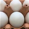 Duck eggs 6