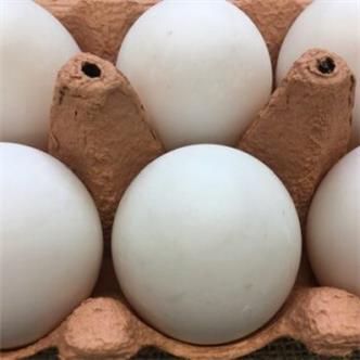 Duck eggs 6