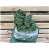 Organic Curly Kale 300g