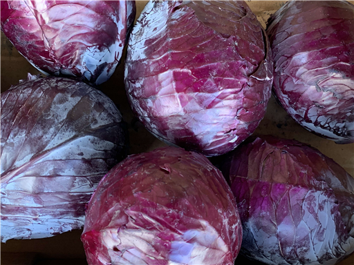 Organic Red Cabbage