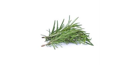 Rosemary Fresh punnet organic