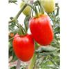 Plum Tomatoes - Vitality Farm