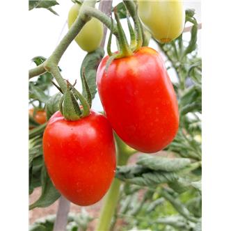Plum Tomatoes - Vitality Farm