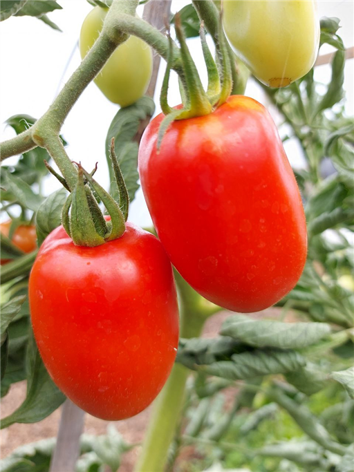 Plum Tomatoes - Vitality Farm