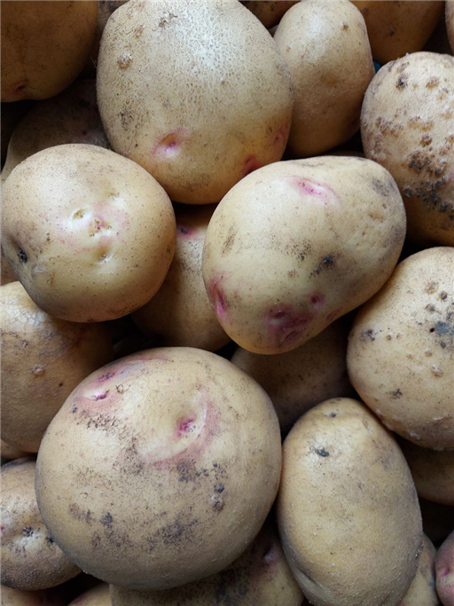 Baking Potatoes 1kg