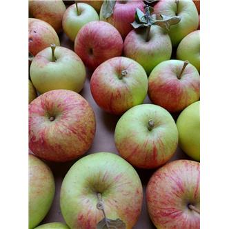 Seasonal 'Pippin' Apples