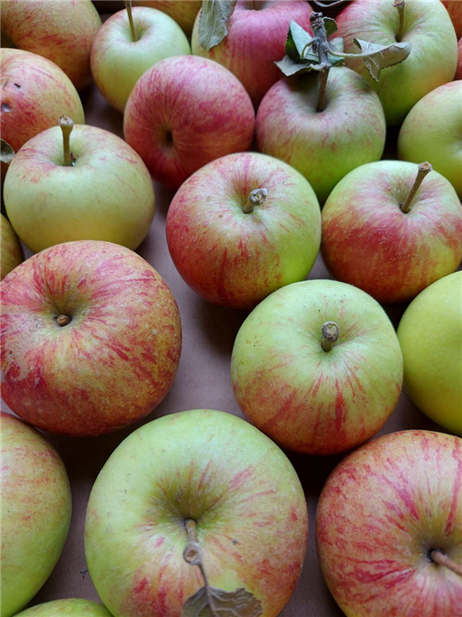 Seasonal 'Pippin' Apples