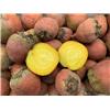 Beetroot Golden 600g