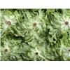 Oak leaf  Lettuce Organic