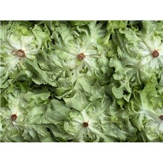 Oak leaf  Lettuce Organic